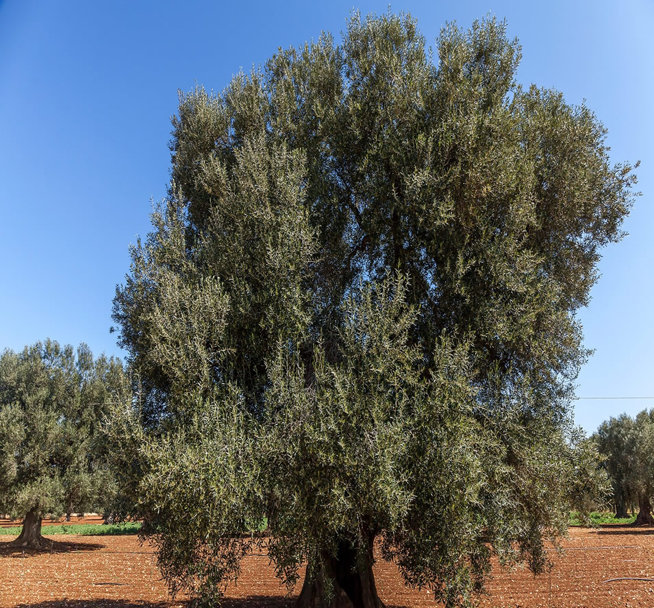 Puglia produces abundant excellent olive oil.